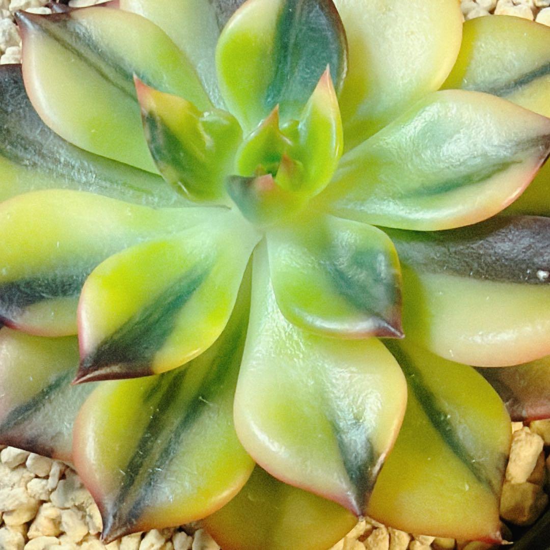 多肉植物　インドネシア産　ブラックプリンス錦　極上斑　①