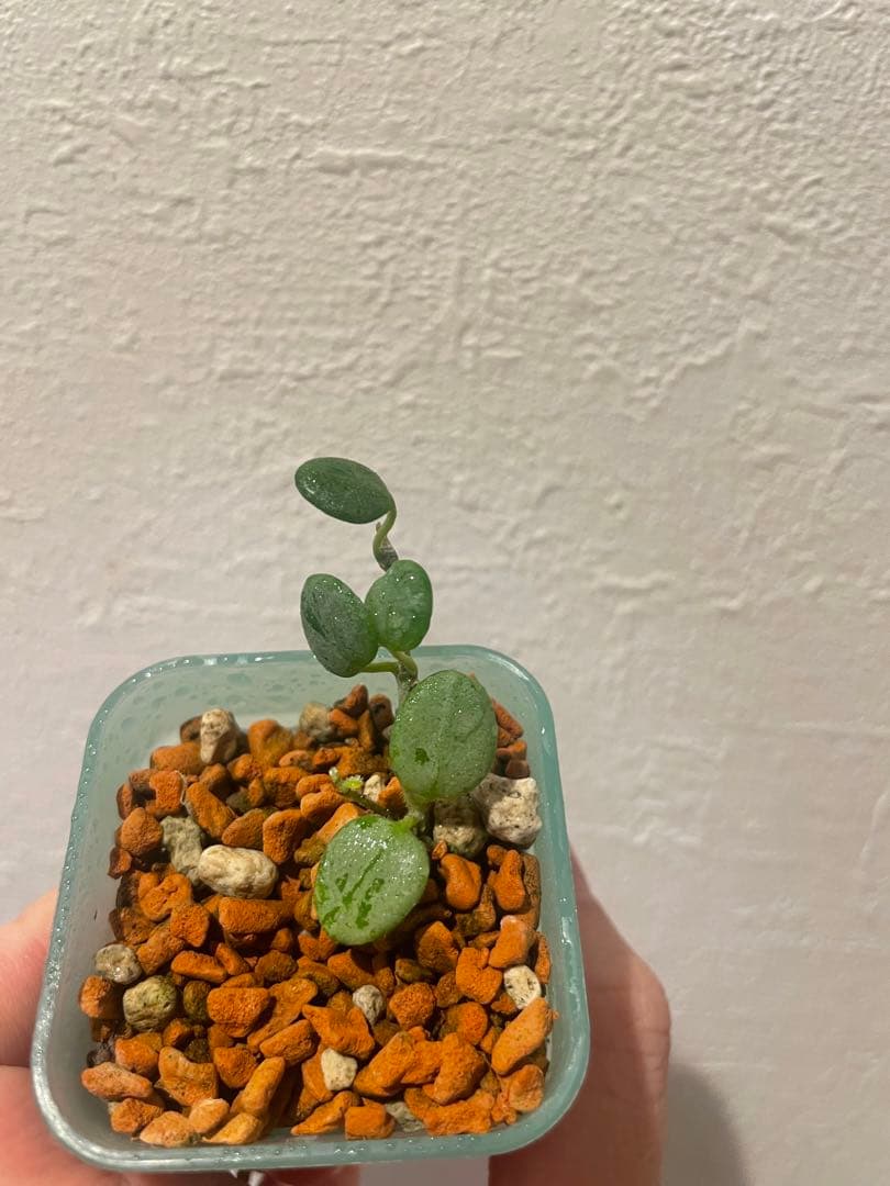 珍種ホヤセルペンス シルバーHoya Serpens silver 小苗