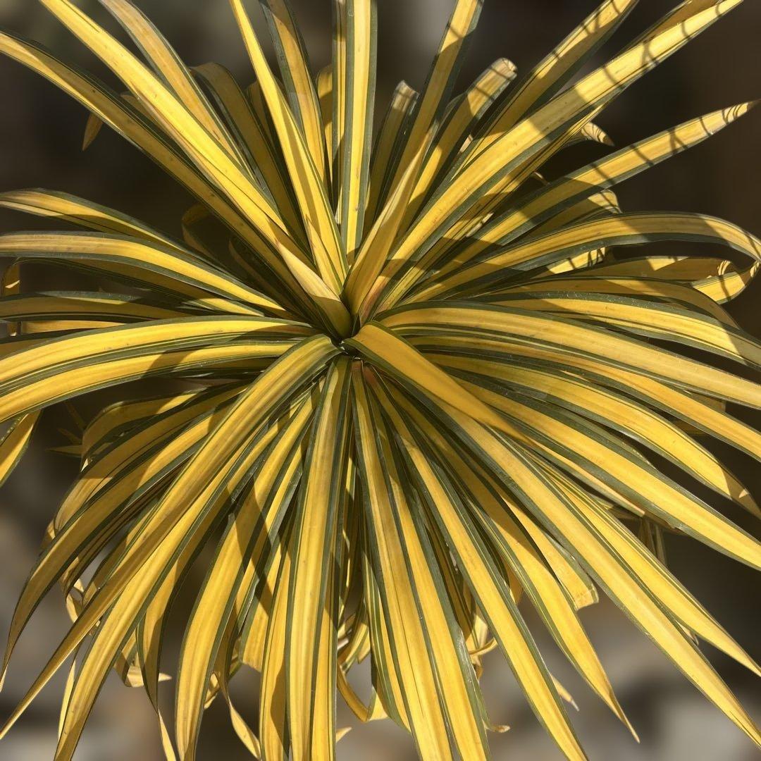 ユッカ　バナナスプリット　レクルビフォリア プレミアムゴールド　希少種