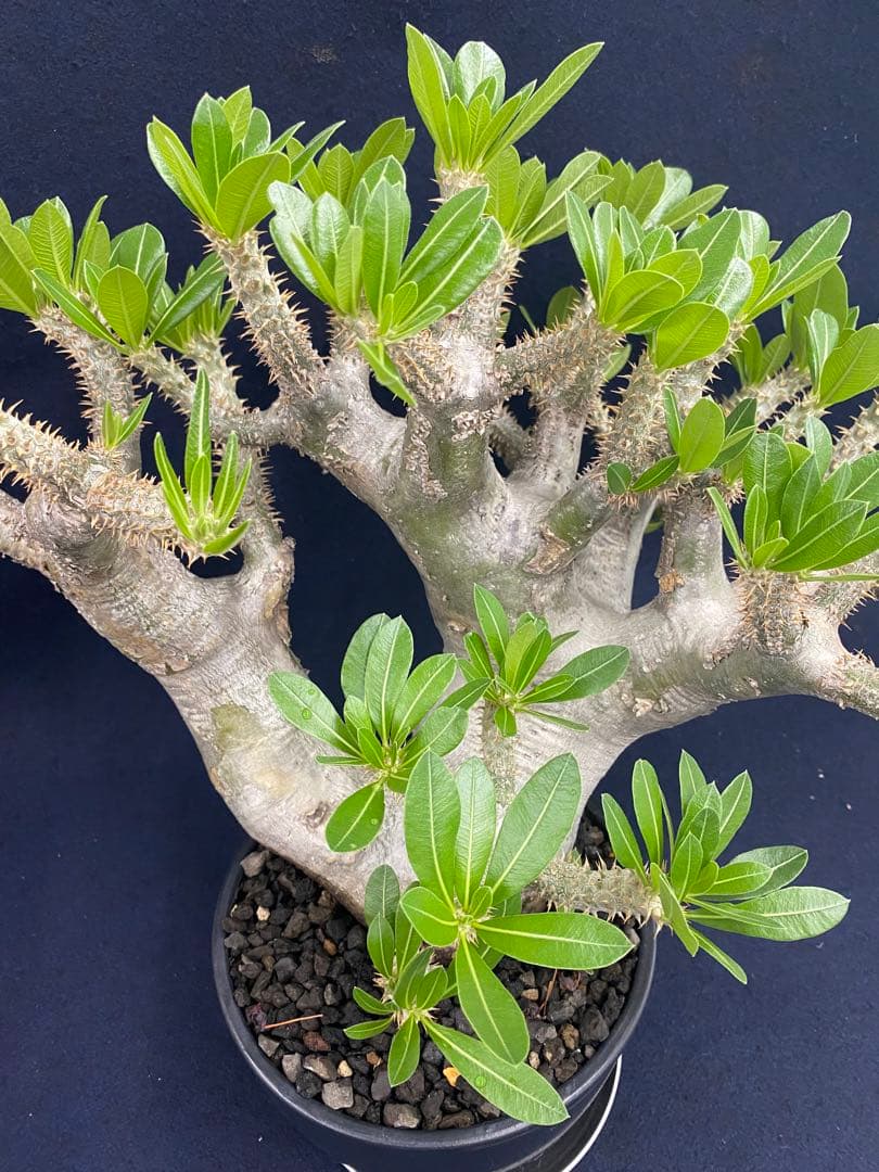 パキポディウム・ホロンベンセ