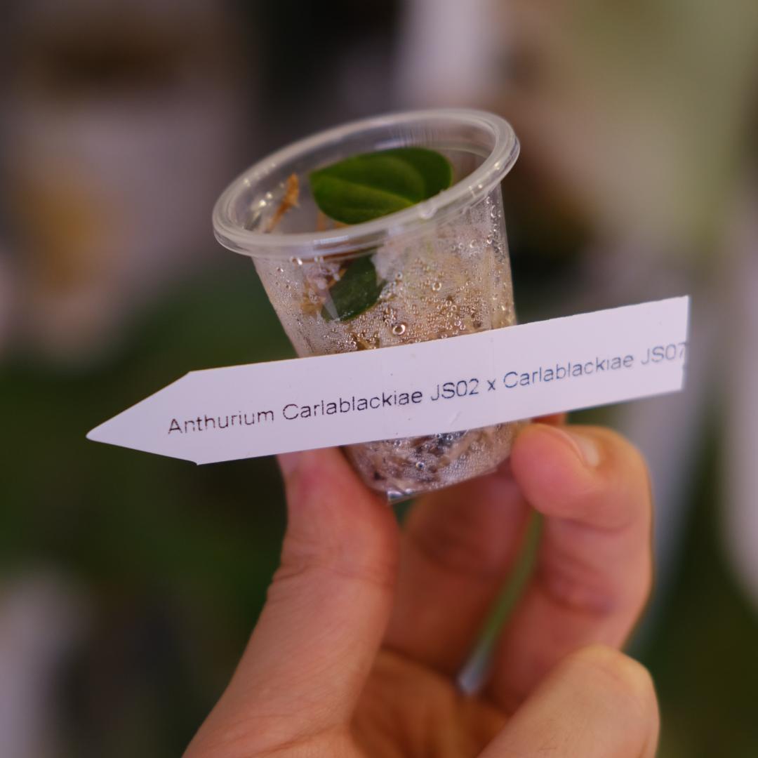 A. carlablackiae JS02 × JS07｜実生・アンスリウム