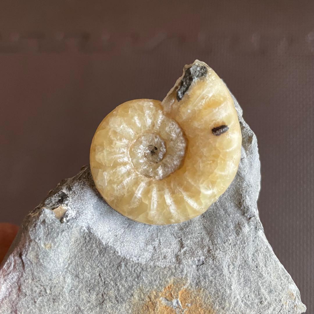 イングランド産 アンモナイト アステロセラス 母岩付き化石 採取カード付き 鉱石