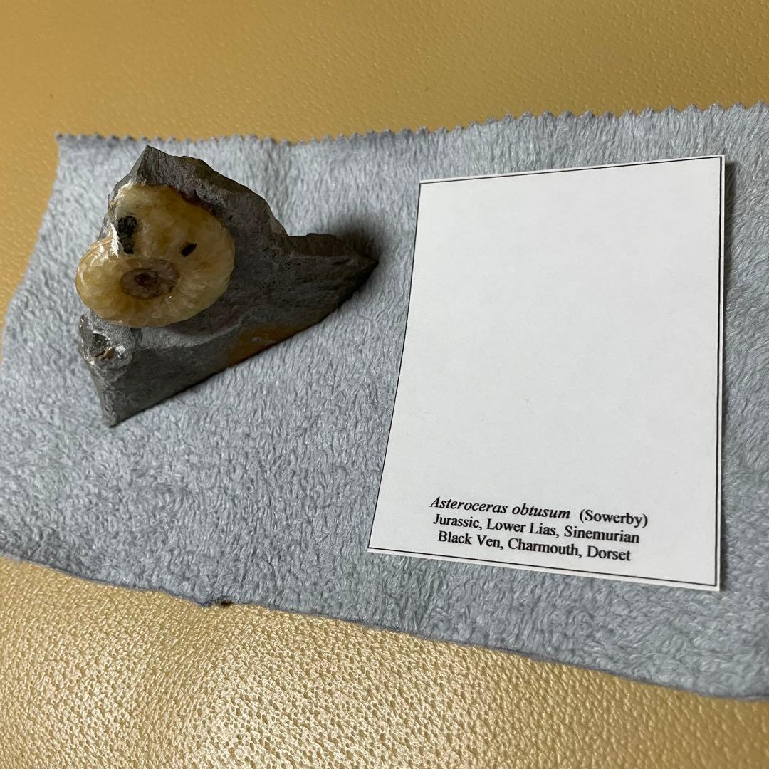 イングランド産 アンモナイト アステロセラス 母岩付き化石 採取カード付き 鉱石