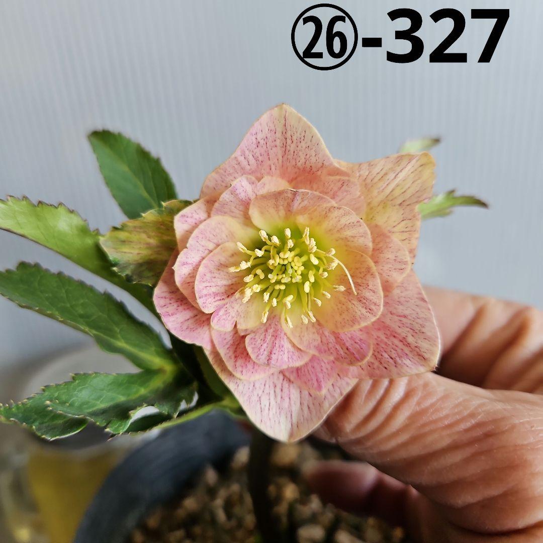 ★＊ひまわり＊様ご購入苗㉖-327㉖-363㉖-384クリスマスローズ