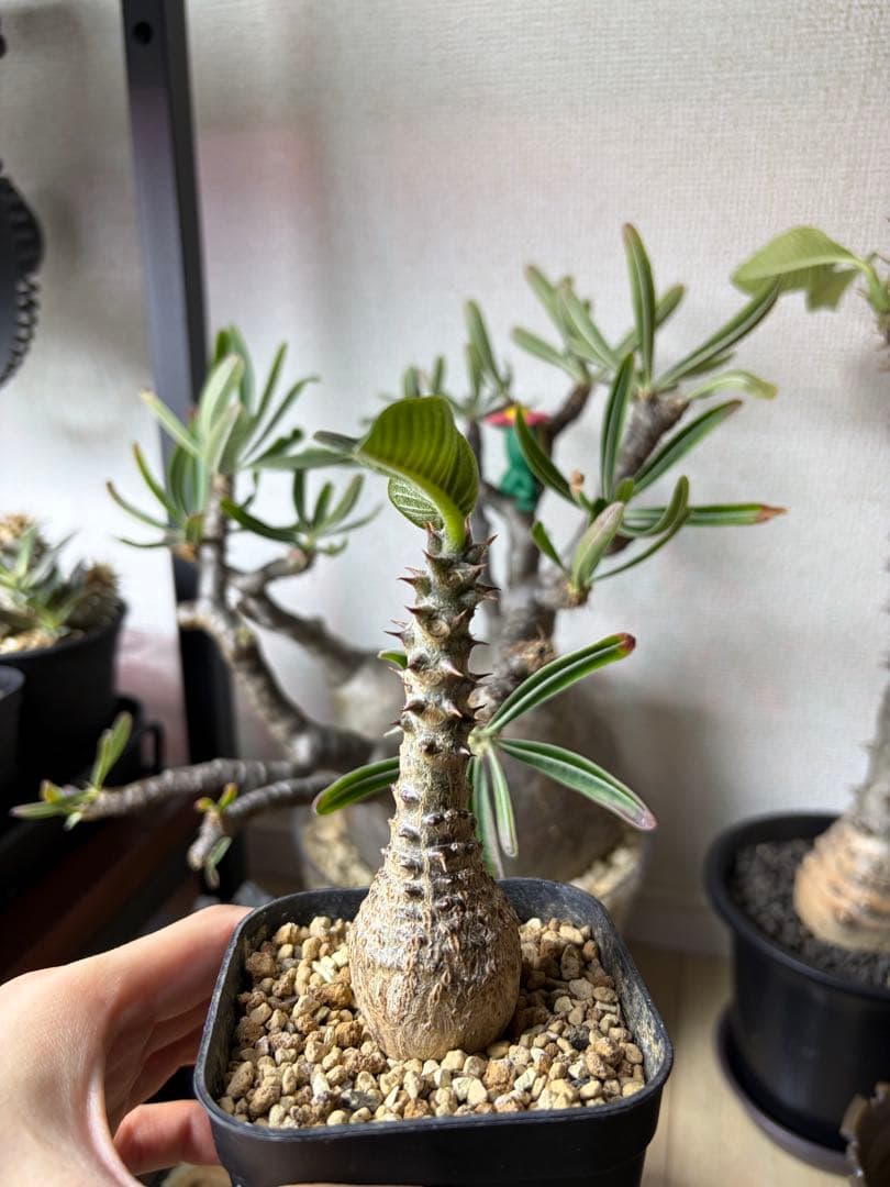 パキポディウムウィンゾリー Pachypodium windsorii 実生