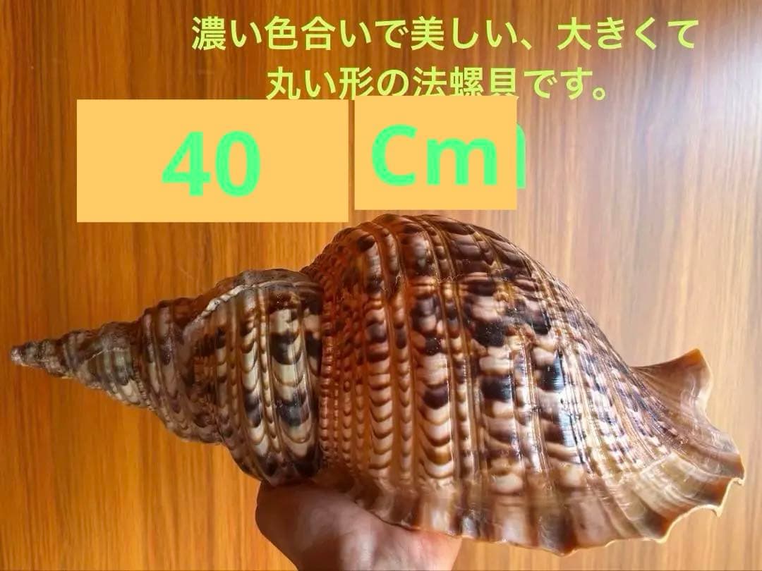 38cm 法螺貝 濃い色合いで美しい、大きくて丸い形の法螺貝です。 蓋付