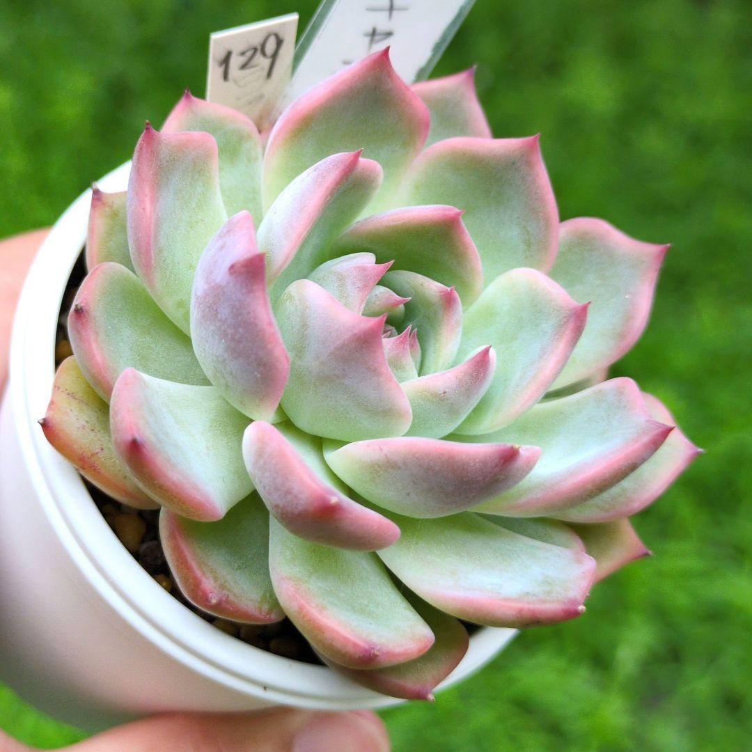 129. 多肉植物 キャラリアン 830円【抜き苗】