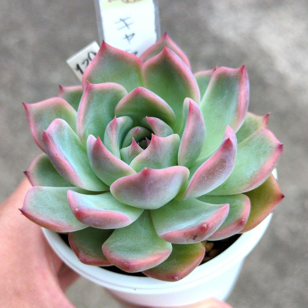 129. 多肉植物 キャラリアン 830円【抜き苗】