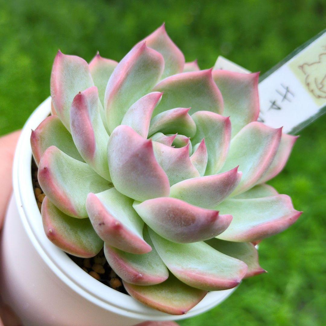 129. 多肉植物 キャラリアン 830円【抜き苗】