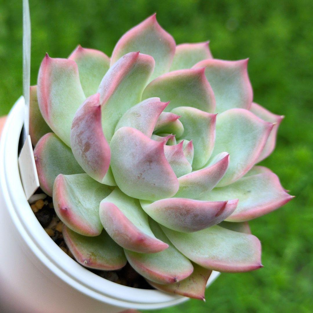 129. 多肉植物 キャラリアン 830円【抜き苗】