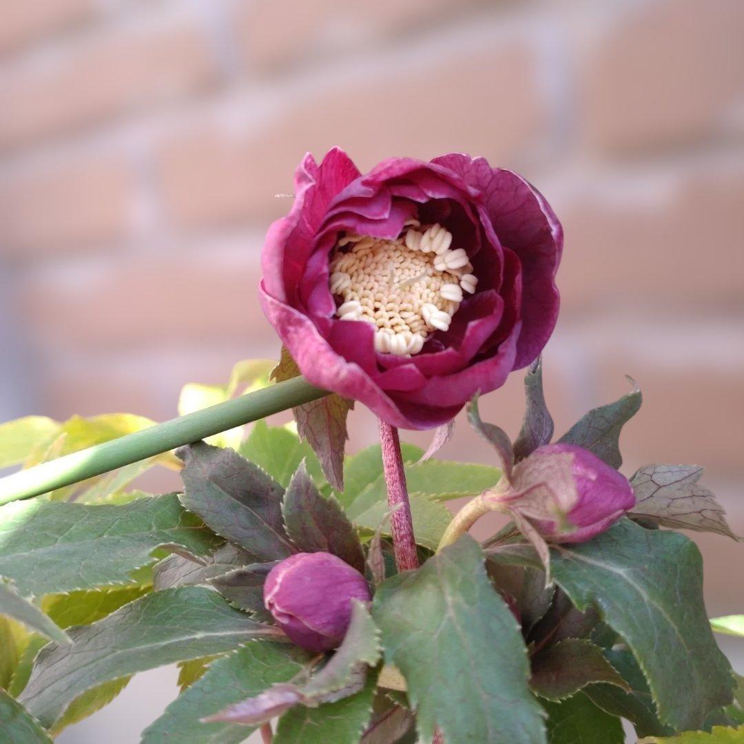 ソレイユ系✨広瀬園芸✨ダブル✨レッドオーレア✨クリスマスローズ