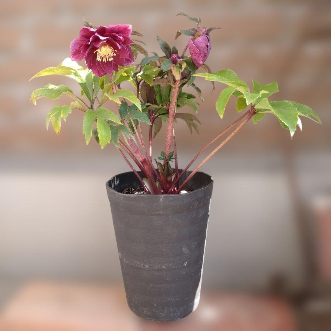 ソレイユ系✨広瀬園芸✨ダブル✨レッドオーレア✨クリスマスローズ