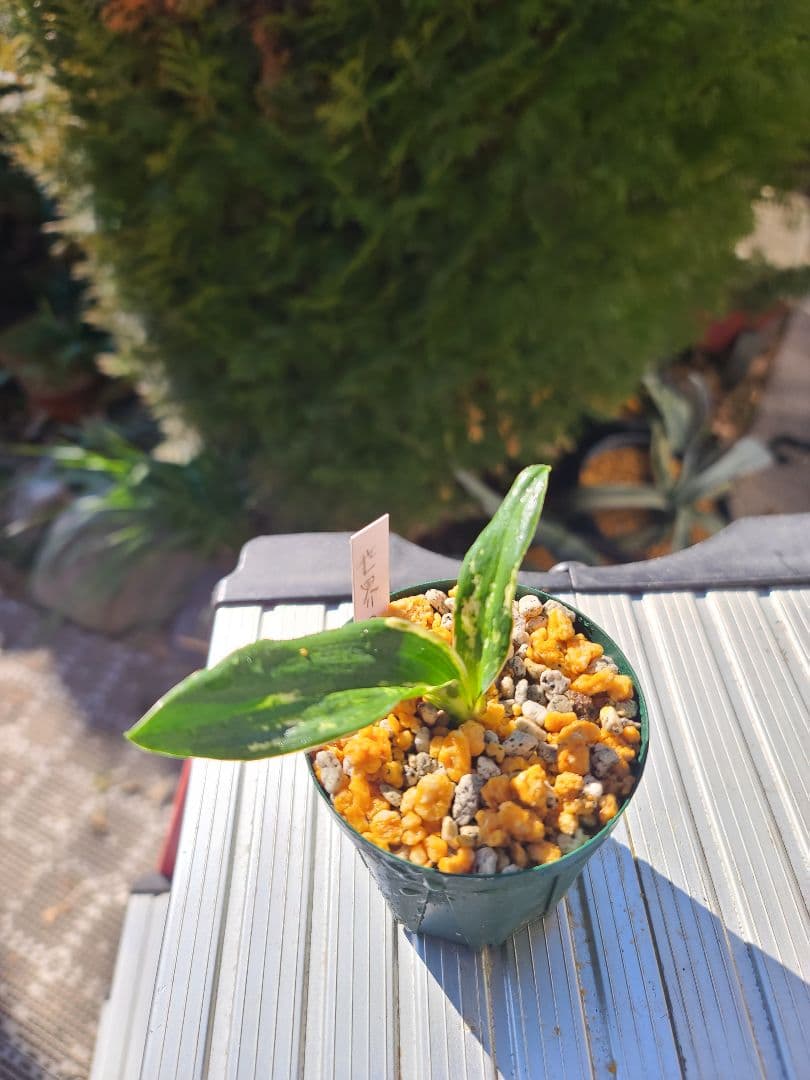 世界の図　万年青