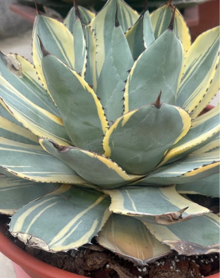 激レア最高級株！発根済み！オリザバ①極上株！アガベ　根付き