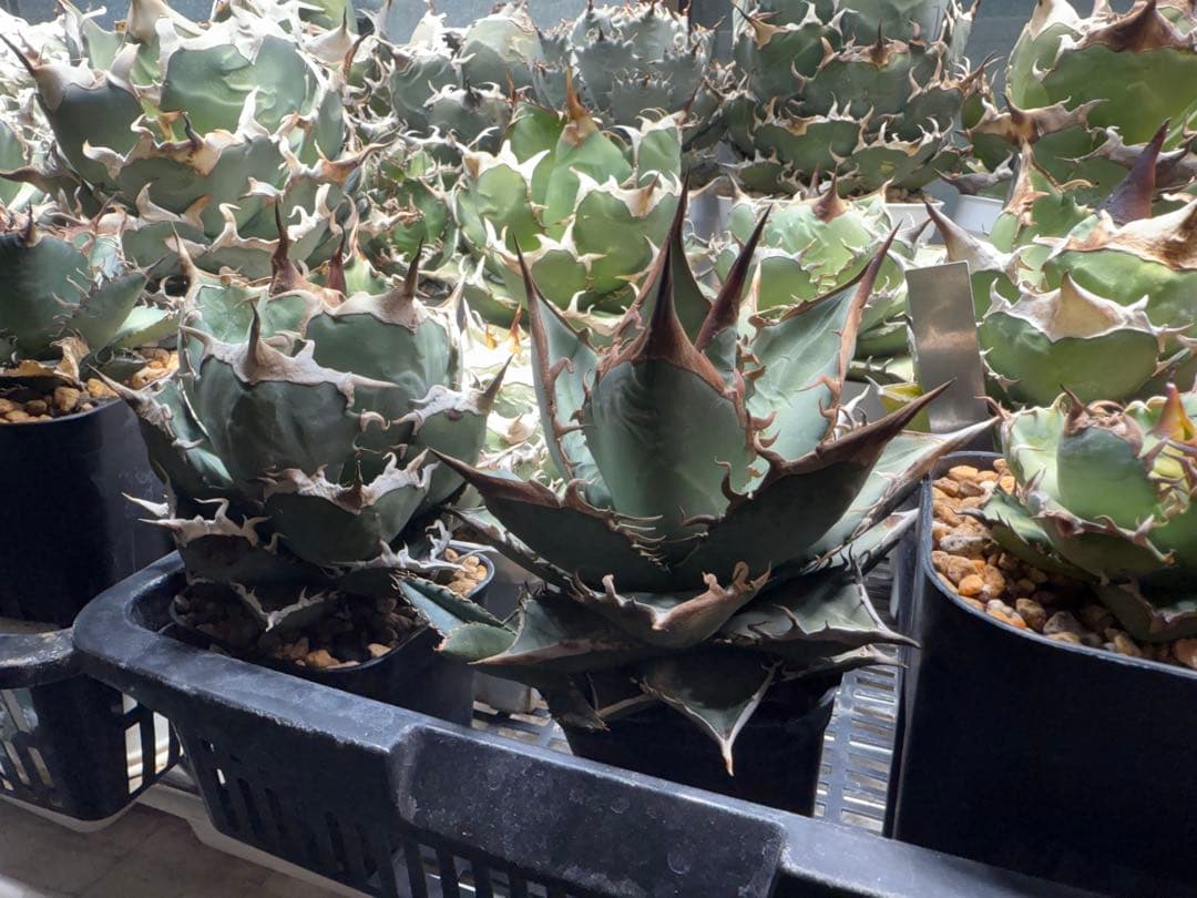 【選抜】アガベ オテロイ実生 検）チタノタ オアハカ