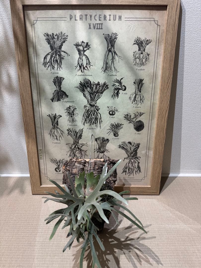 willinckii yellowmoondwarfspore ポスター付き