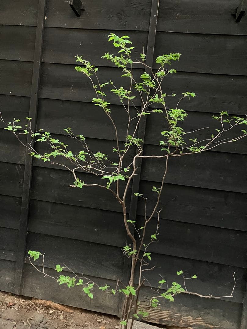 a 山採り　ナツハゼ