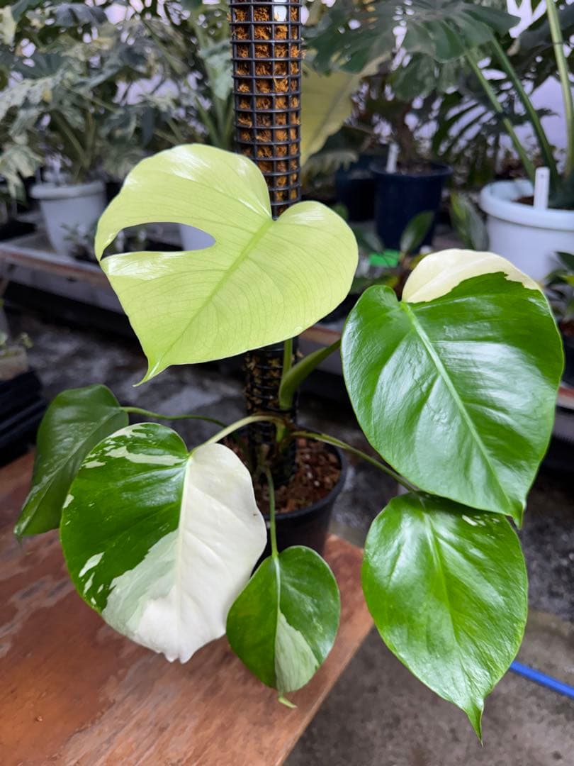 8モンステラ　セブブルー　ミント　鉢モスポール付き