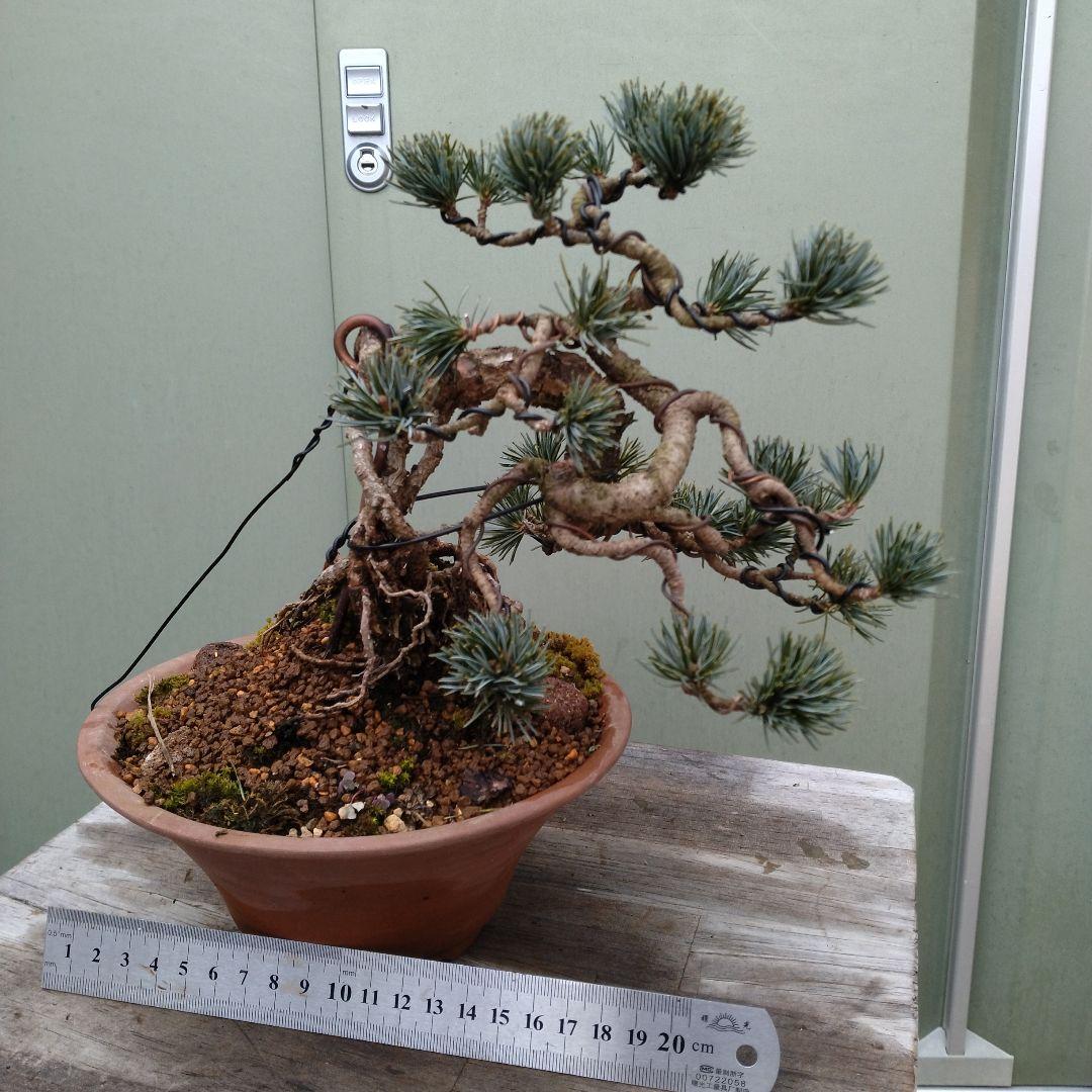 五葉松、宝来（ホウライ）