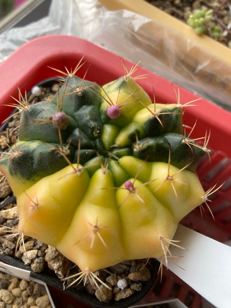 希少❣️大❣️翠晃冠錦❣️ アニシッツィー バリエガータ抜き苗　1苗