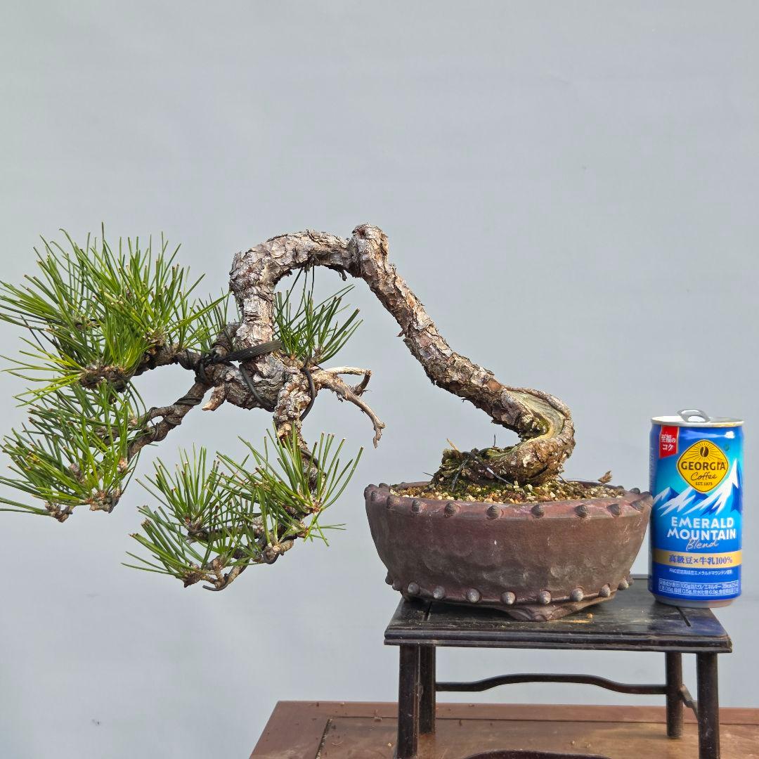 黒松　[半懸崖]　中品盆栽