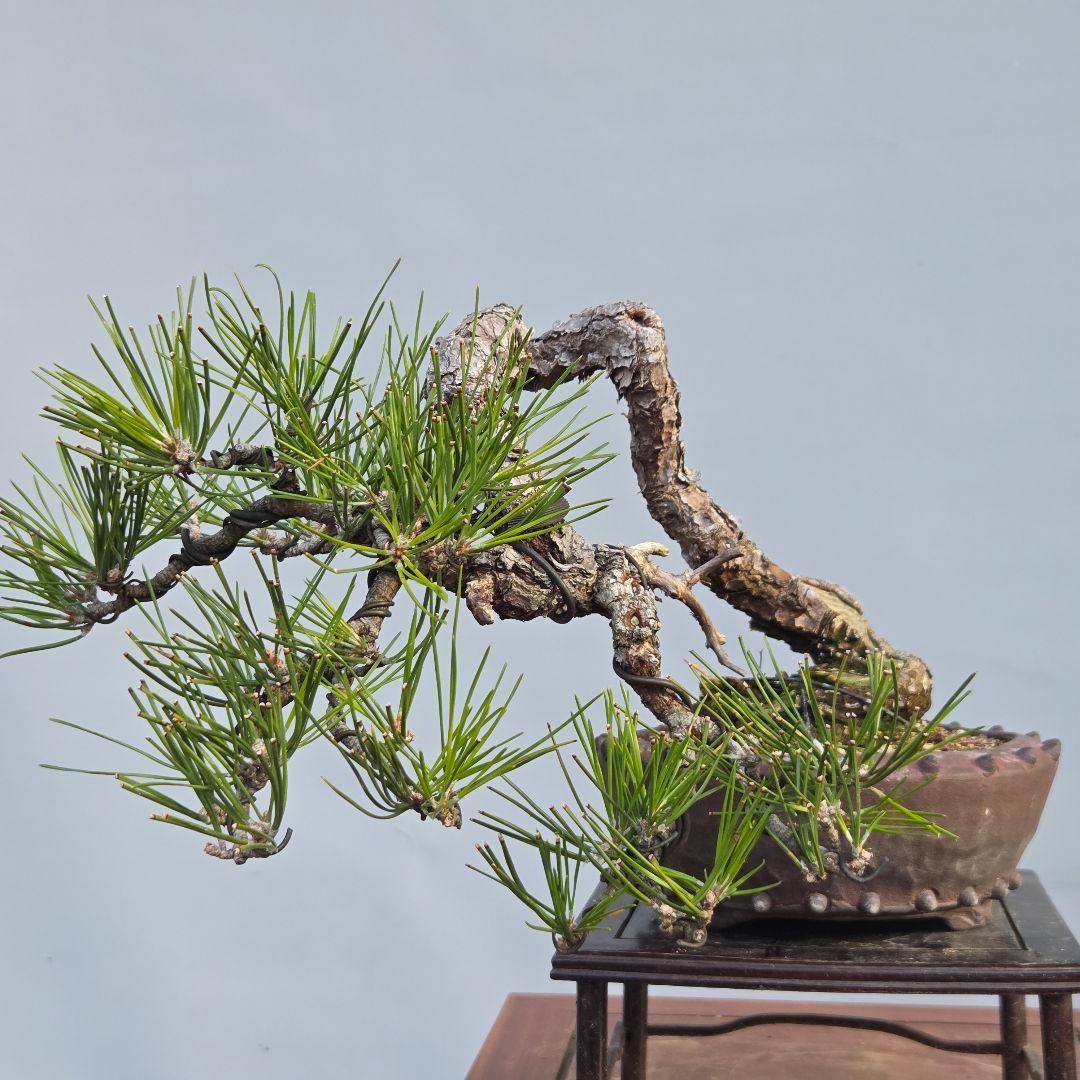 黒松　[半懸崖]　中品盆栽