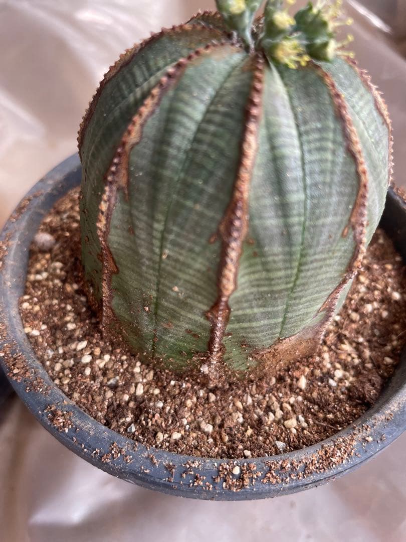 め*る様 オベサ 4号サイズ 木質化 二つセット