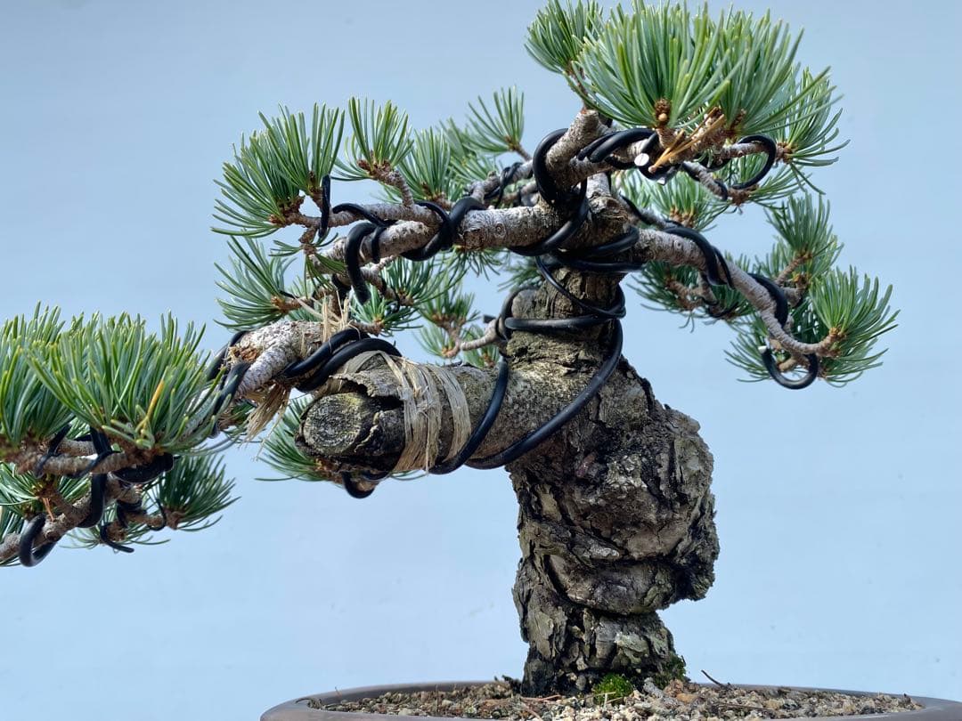 白木盆栽園　宮島五葉松　樹高25センチ　盆栽黒松赤松五葉松真柏雑木趣味観葉植物