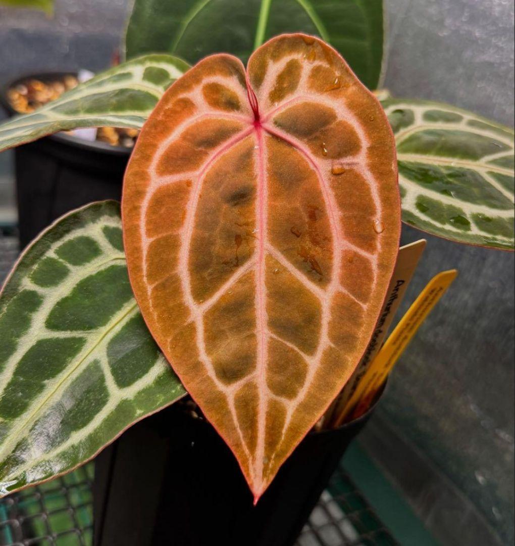 d*様 anthurium docblock Scarlet 　s1　セレクト