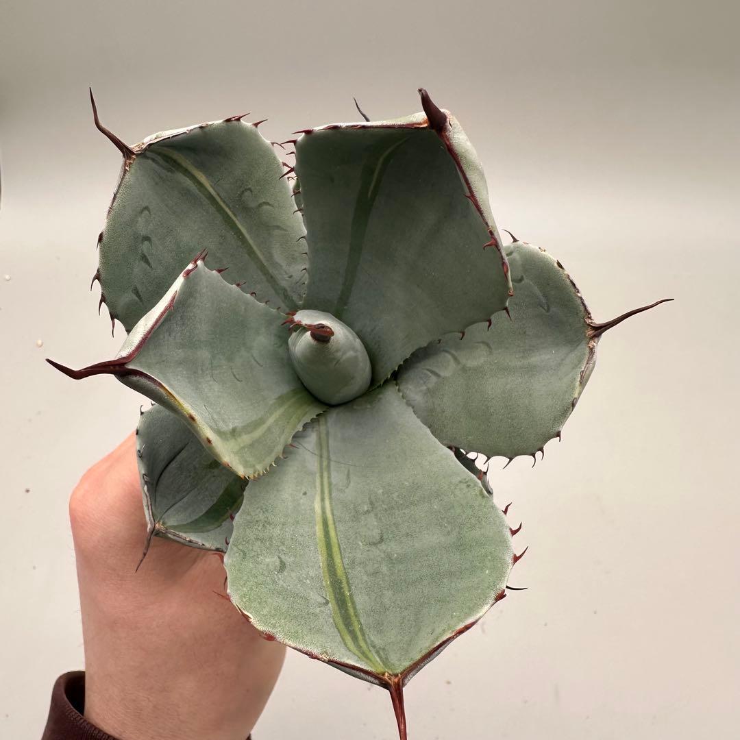 多肉植物 アガベ パリー　変異株　コレクション株