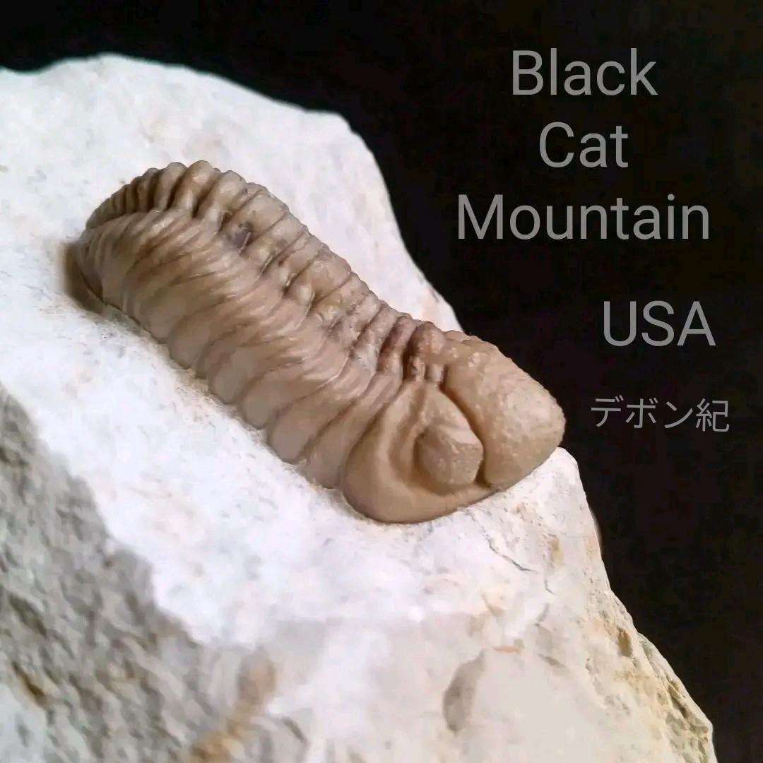 化石　標本　三葉虫　ファコプス　USA　美麗