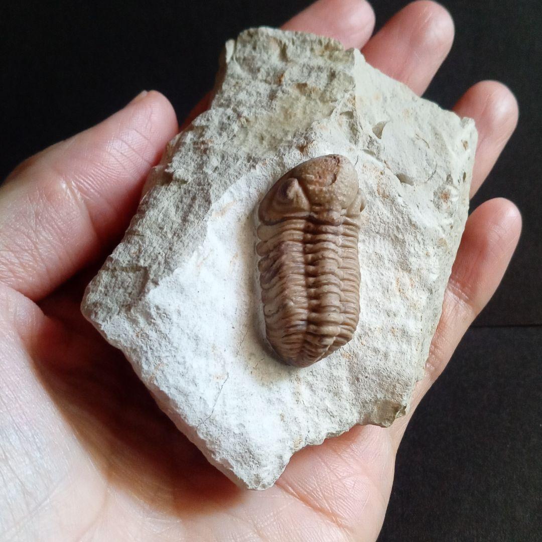 化石　標本　三葉虫　ファコプス　USA　美麗