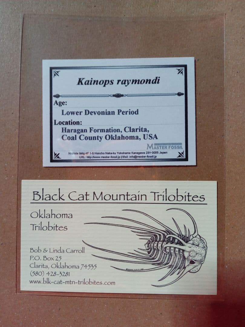 化石　標本　三葉虫　ファコプス　USA　美麗