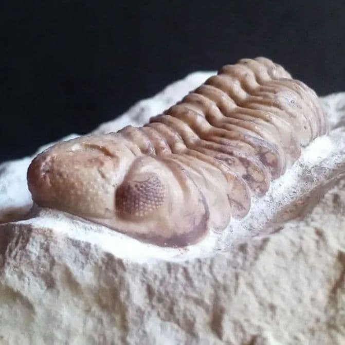 化石　標本　三葉虫　ファコプス　USA　美麗