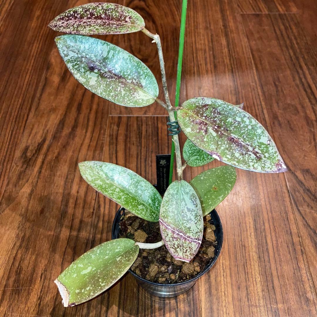 ホヤ シルバーダラー スプラッシュ【現品・鉢付・タグ付・メルカリ便】