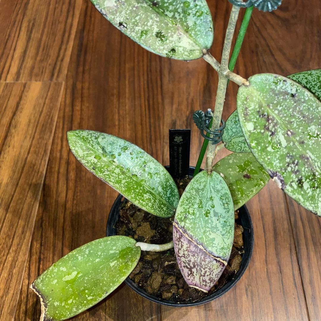 ホヤ シルバーダラー スプラッシュ【現品・鉢付・タグ付・メルカリ便】