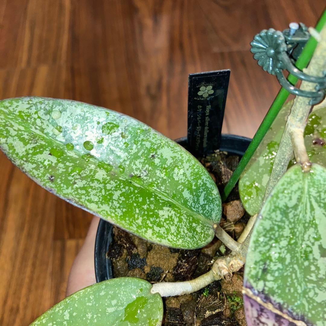 ホヤ シルバーダラー スプラッシュ【現品・鉢付・タグ付・メルカリ便】