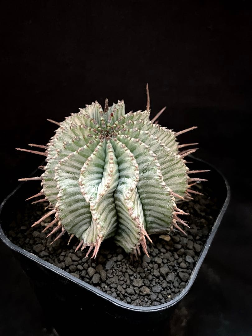 ユーフォルビアホリダ White zebra S胴太 選抜 特大サイズ