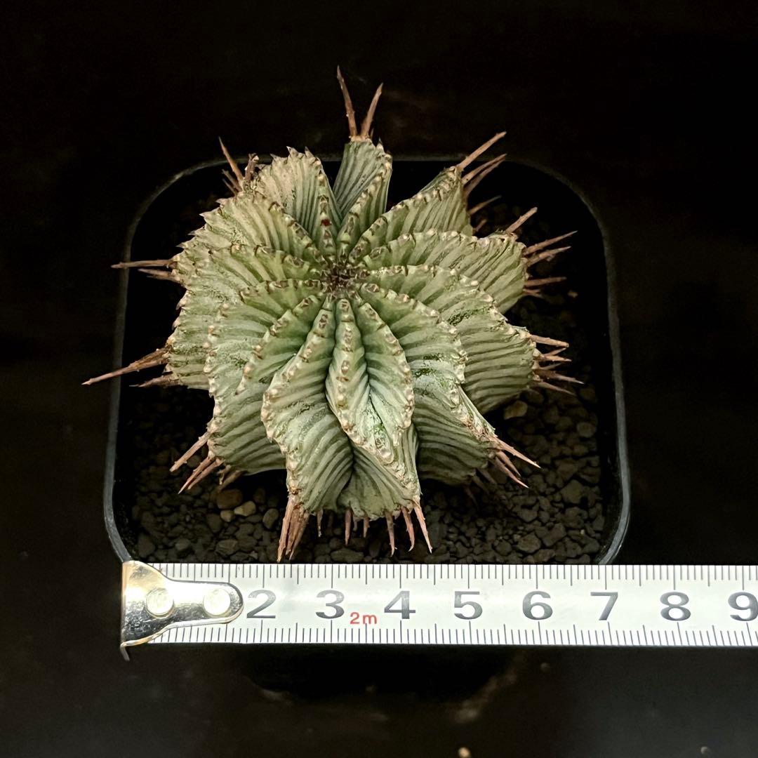 ユーフォルビアホリダ White zebra S胴太 選抜 特大サイズ