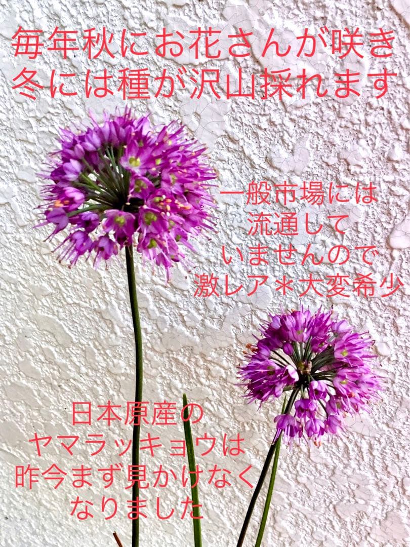 激レア/超希少品種【日本原産のヤマラッキョウの苗木/鉢植え】山辣韮＊珍しい山野草