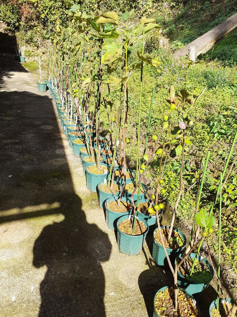 【2】イチジク 穂木販売 お問い合わせ用