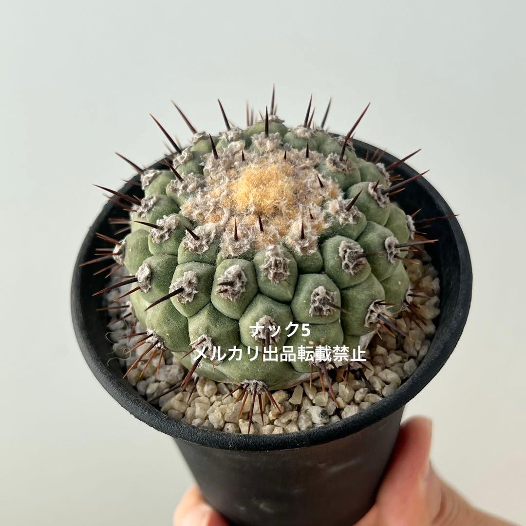 コルムナアルバ② 孤竜丸 コピアポア(検索)サボテン 黒王丸 黒士冠 銅羅丸