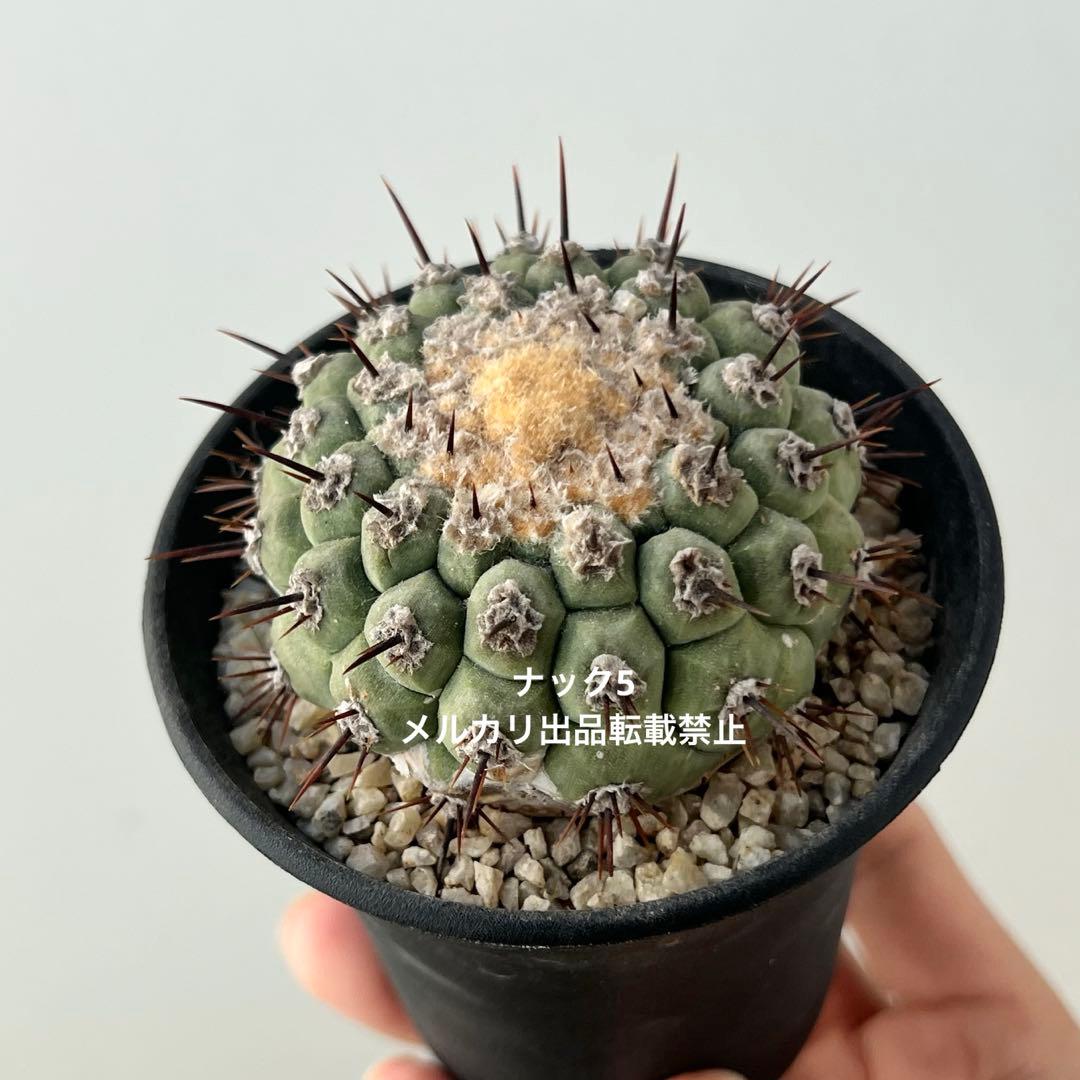 コルムナアルバ② 孤竜丸 コピアポア(検索)サボテン 黒王丸 黒士冠 銅羅丸