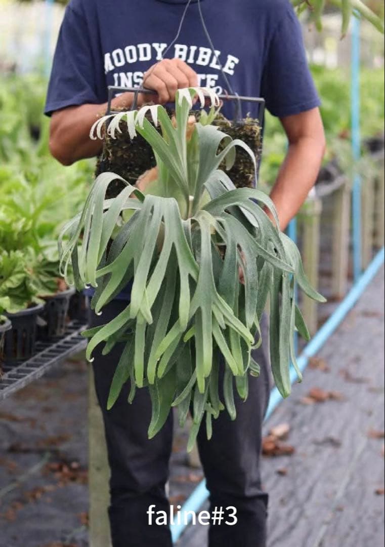 【トンクラさん新交配種】Faline#3 子株　タイ輸入株