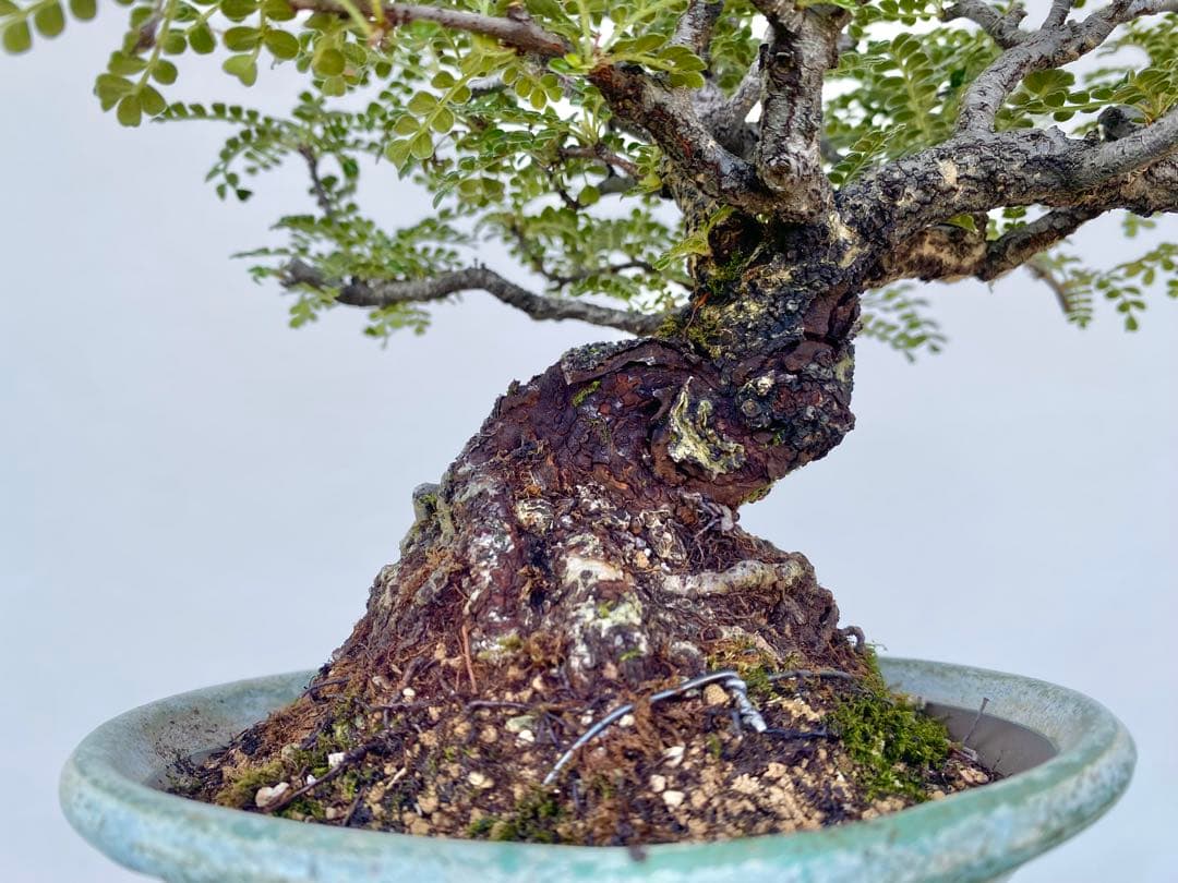 白木盆栽園　イソザンショウ　磯山椒　盆栽　樹高18センチ　楓カエデ紅葉観葉植物