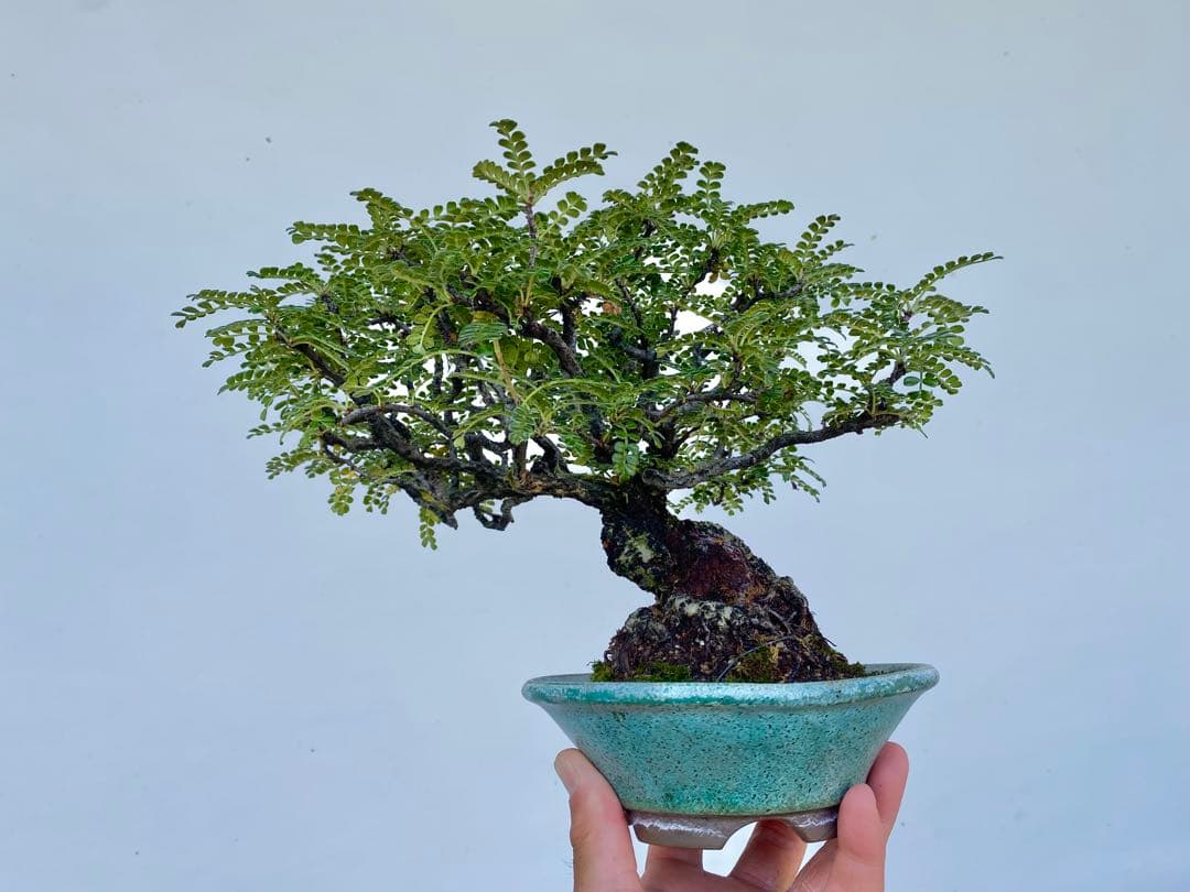 白木盆栽園　イソザンショウ　磯山椒　盆栽　樹高18センチ　楓カエデ紅葉観葉植物