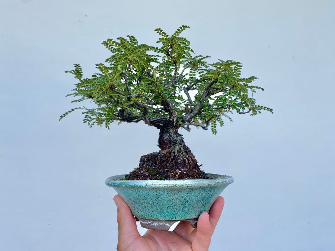 白木盆栽園　イソザンショウ　磯山椒　盆栽　樹高18センチ　楓カエデ紅葉観葉植物