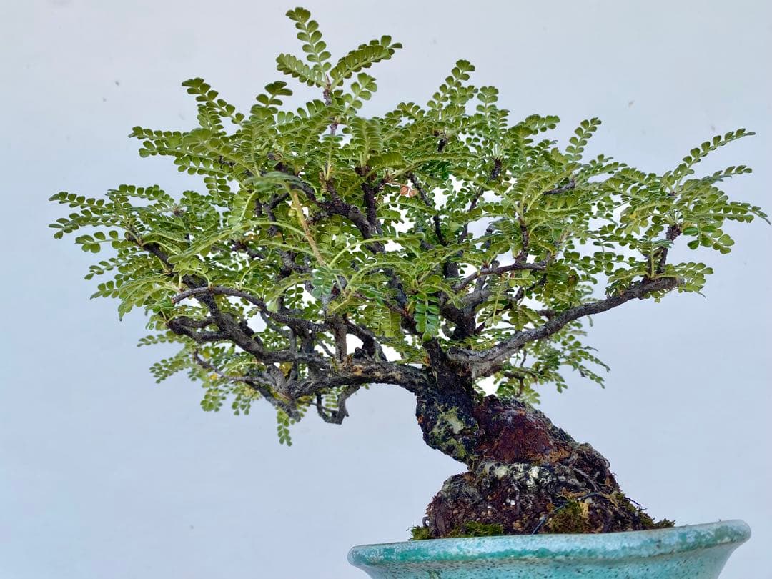 白木盆栽園　イソザンショウ　磯山椒　盆栽　樹高18センチ　楓カエデ紅葉観葉植物