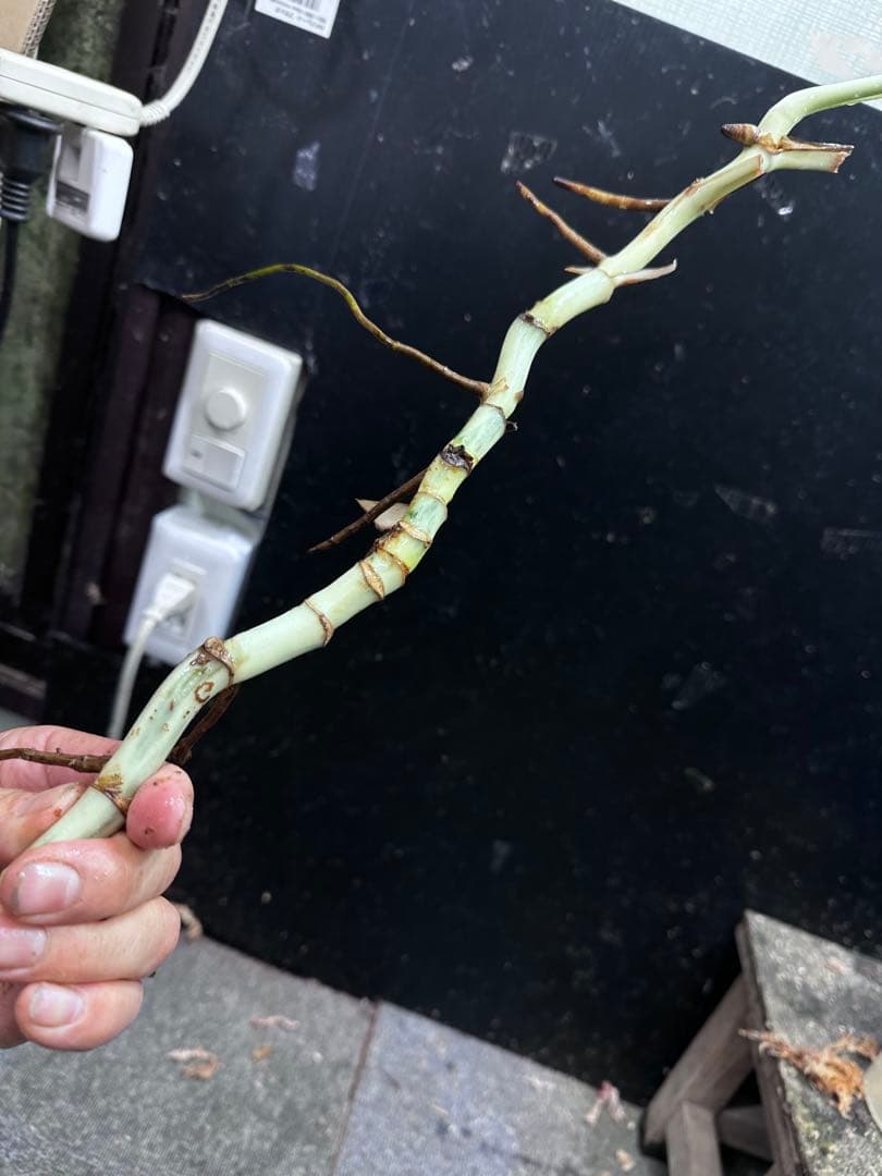 し*★様 斑入りモンステラホワイトタイガー大茎6株おまとめ