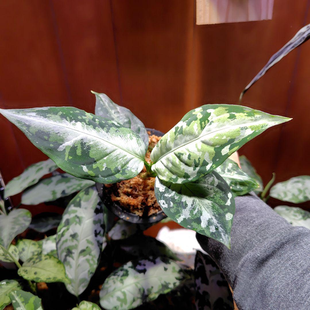 柳緑花紅　Aglaonema　pictum